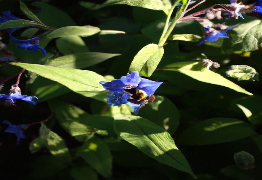 Blue Star Flower 
