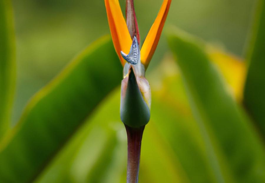False Bird of Paradise: Brightly Colored Bracts and Hidden Flowers 