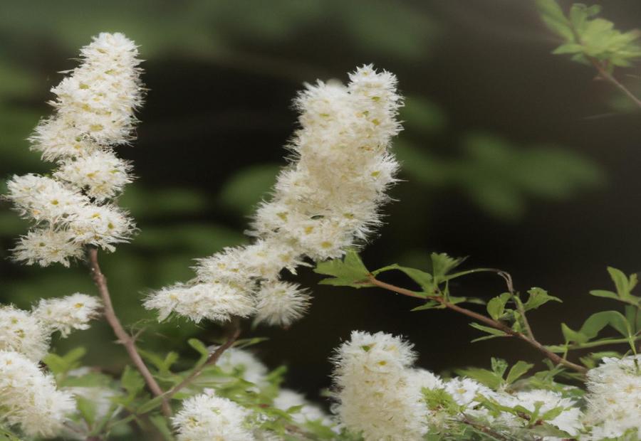 False Spirea: White Pyramidal Flower Panicles on a Shrubby Plant 