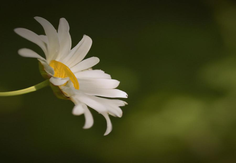 Ox Eye Daisy: A gentle and charming flower native to Europe and Asia 