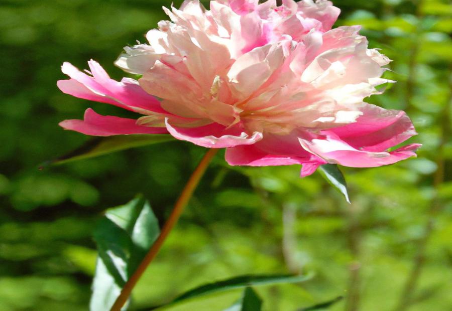 Obovate Peony: Tall and striking flowers with various colors 