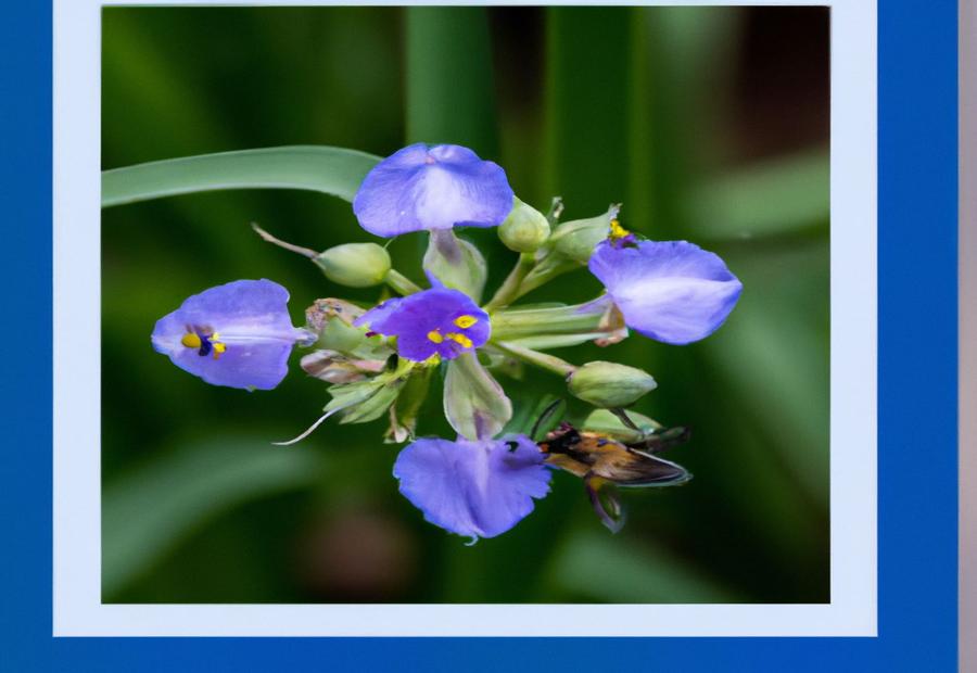 Ohio Spiderwort: A lovely perennial herb with pollinator interest 