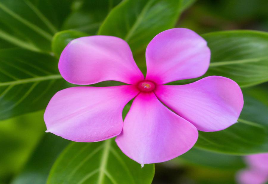 Vinca: A Tropical Perennial with a Variety of Hues 