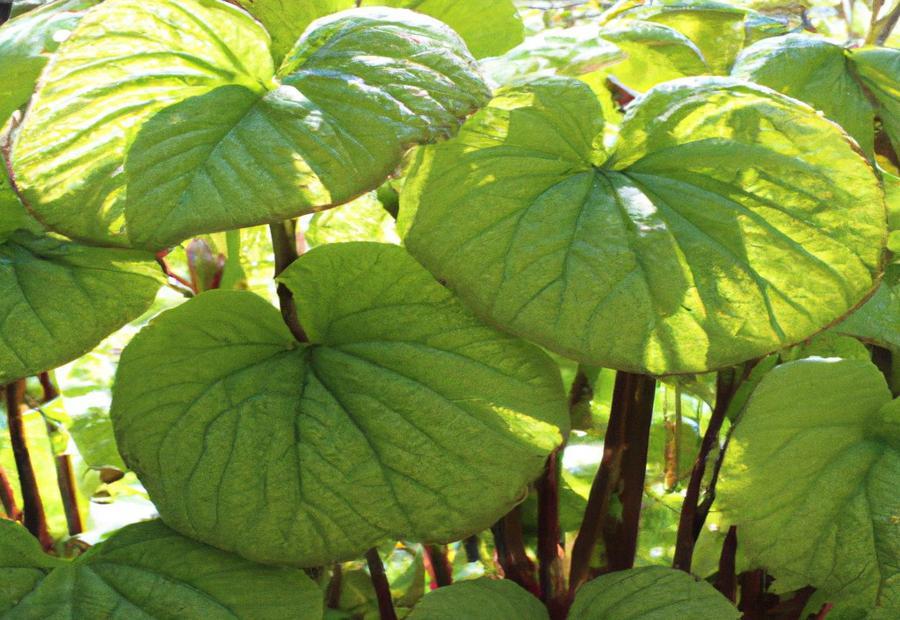 Bold-Textured Plants for Shady Spots 